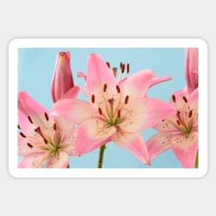 Lilium  &#39;Rosella&#39;s Dream&#39;  Asiatic lily Sticker